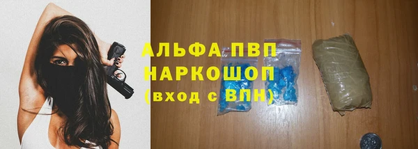 сатива Беломорск