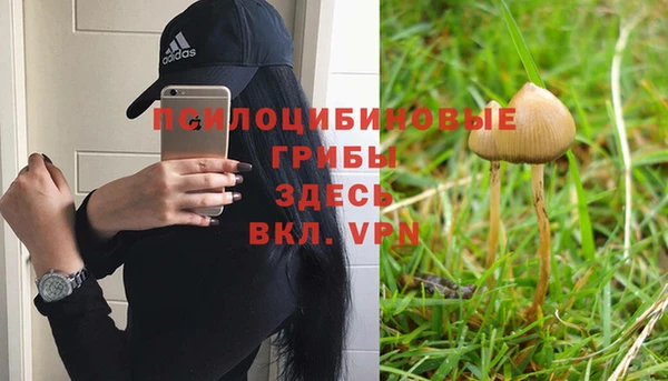 сатива Беломорск